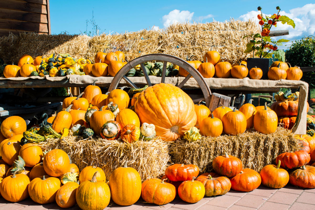 Fall festival hot sale