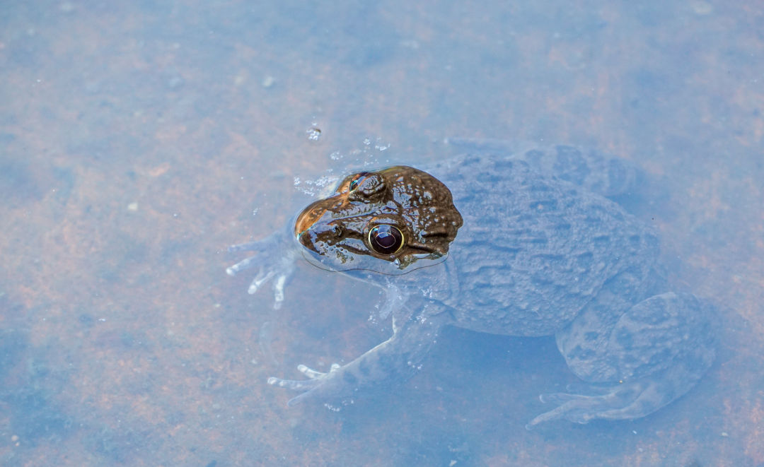 Visit The Jurong Frog Farm In Singapore Houstonia Magazine