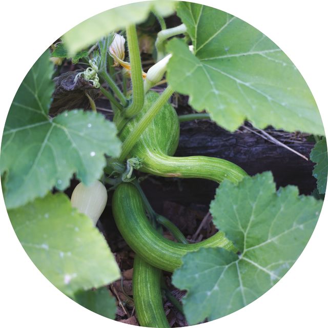 Pomoda 16 pizza garden squash gx7v9v