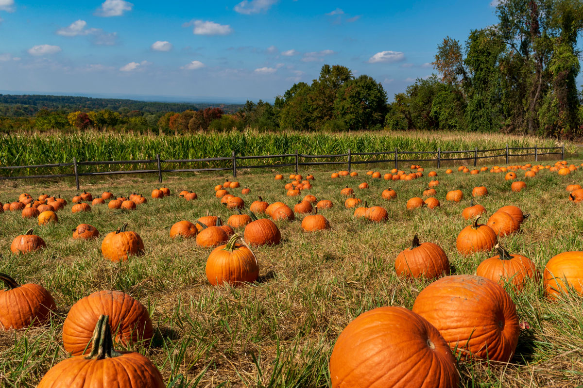 Visit These HoustonArea Pumpkin Patches in Fall 2022 Houstonia Magazine