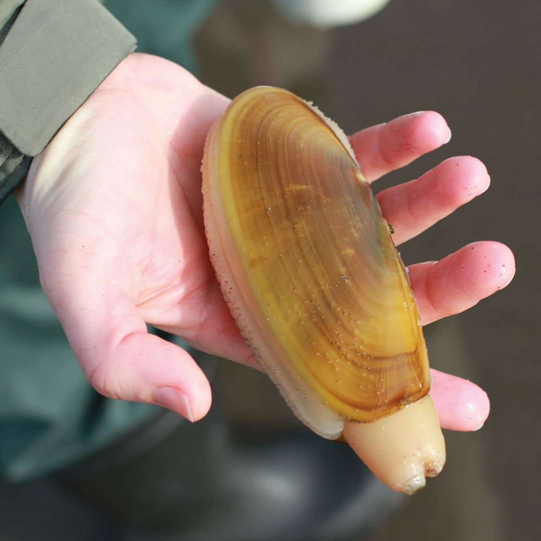 Go Razor Clamming on Washington’s Awesome Long Beach Peninsula