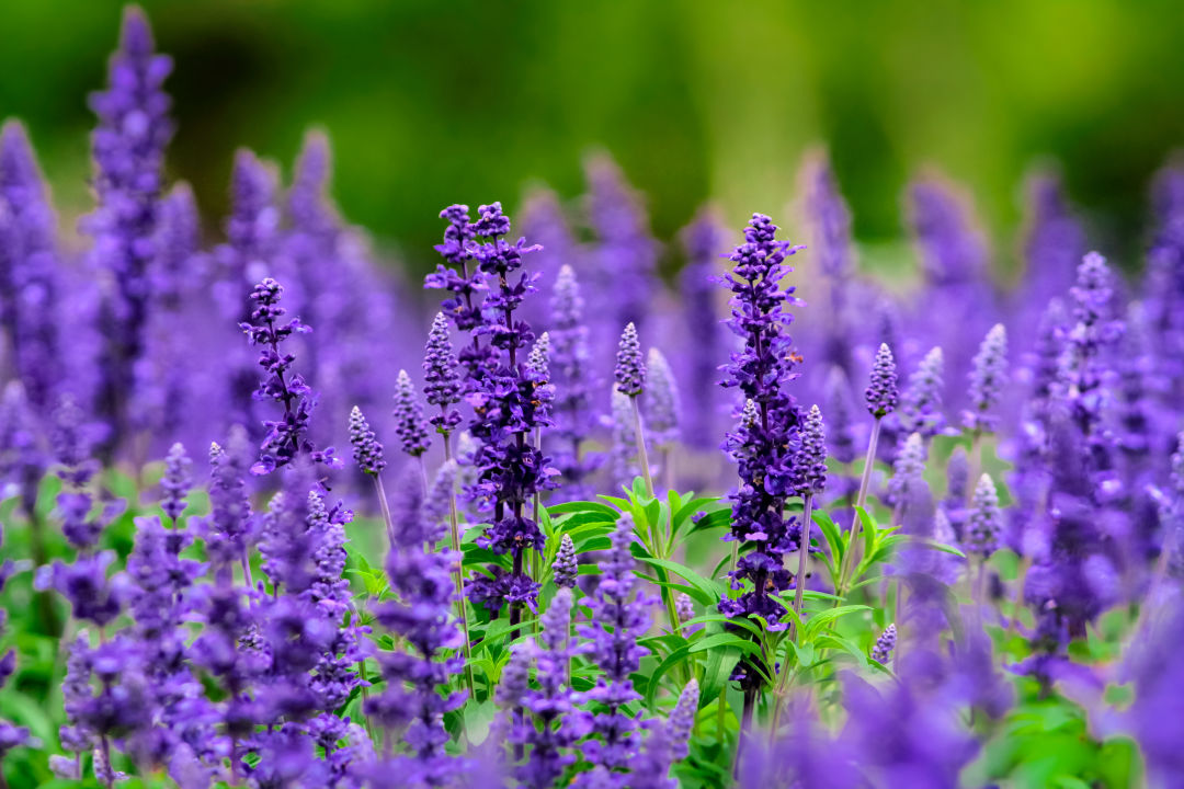 Blue salvia