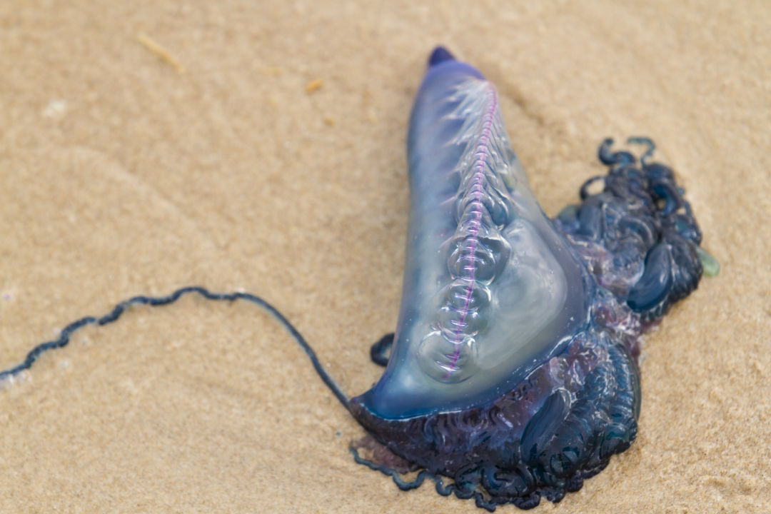 Watch Out Portugese Man O' War Season Hits Galveston Beach Houstonia