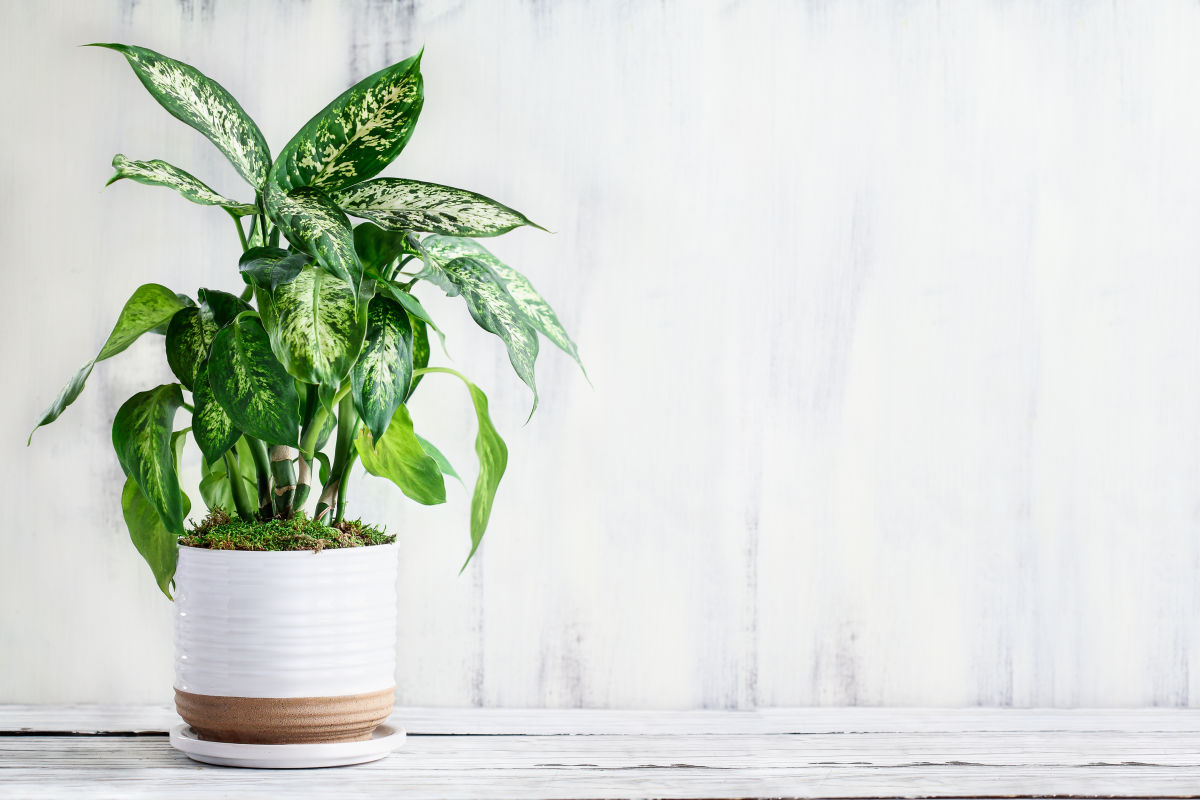 The Health Benefits of Houseplants