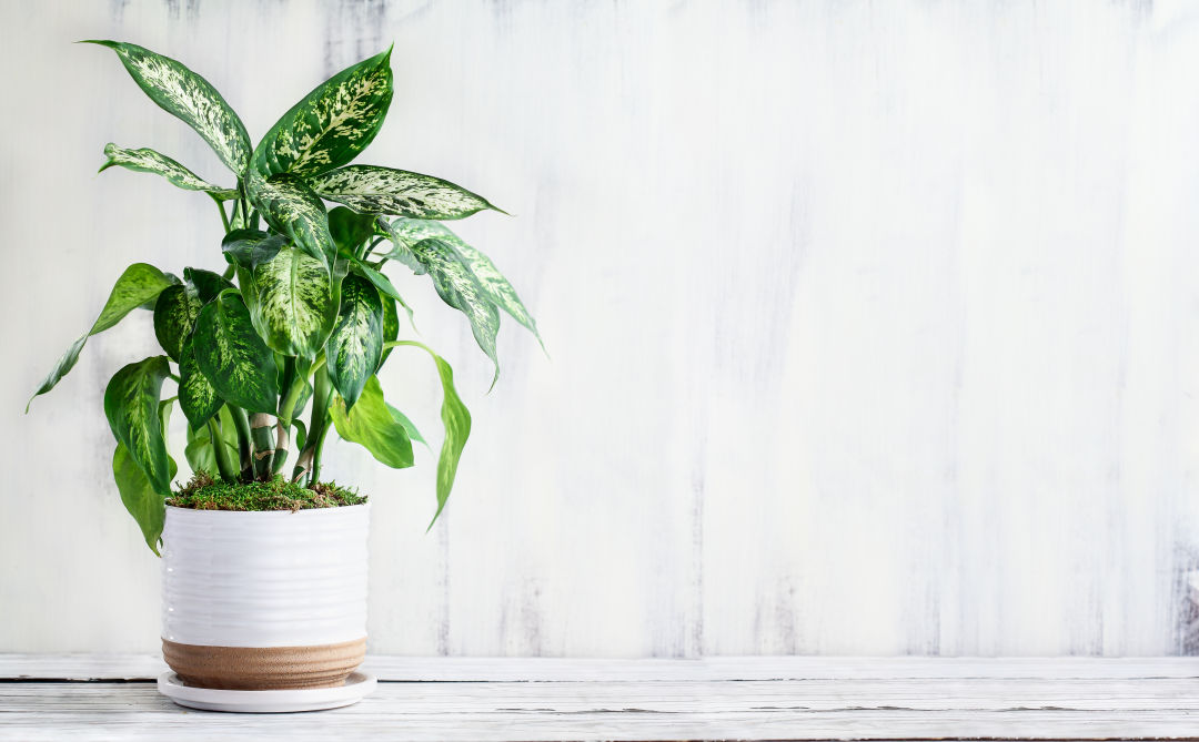 Houseplants can reduce stress, improve air quality and soothe allergies.