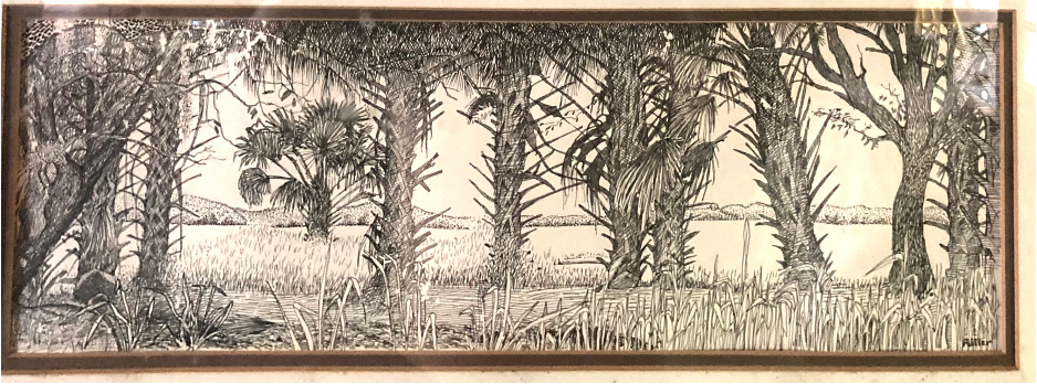 Jono Miller's drawing of cabbage palms