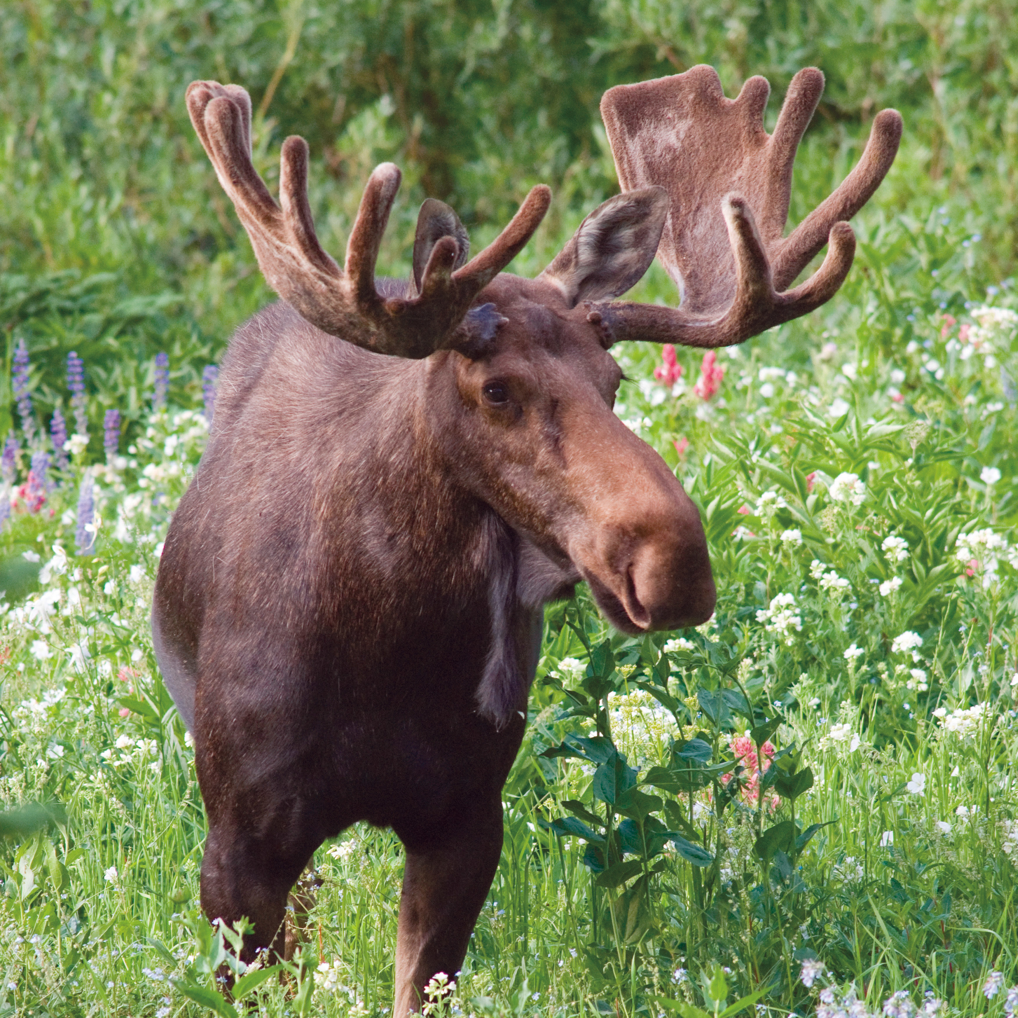 Лось это зверь. Европейский Лось alces alces. Лосиха Сибирская. Европейский Лось alces alces Linnaeus 1758. Alces americanus.