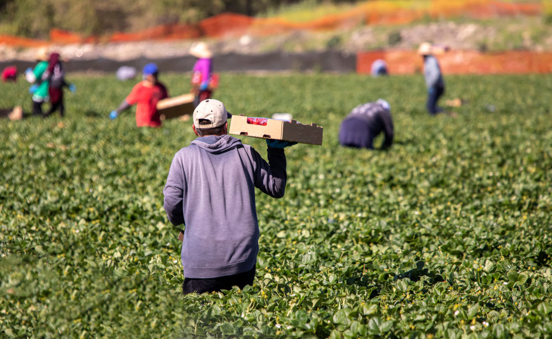 Migrant workers pick strawberries.