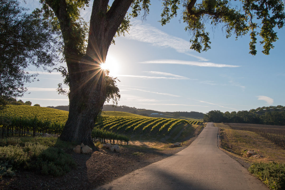 Why Paso Robles Should Be Your Next California Wine Trip Houstonia Magazine