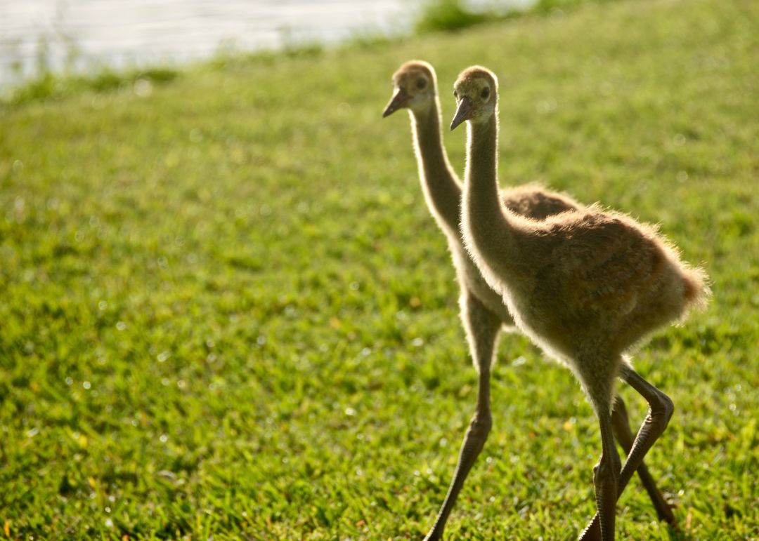 You'll spot juvenile sandhill cranes out and about at Palmer Ranch.