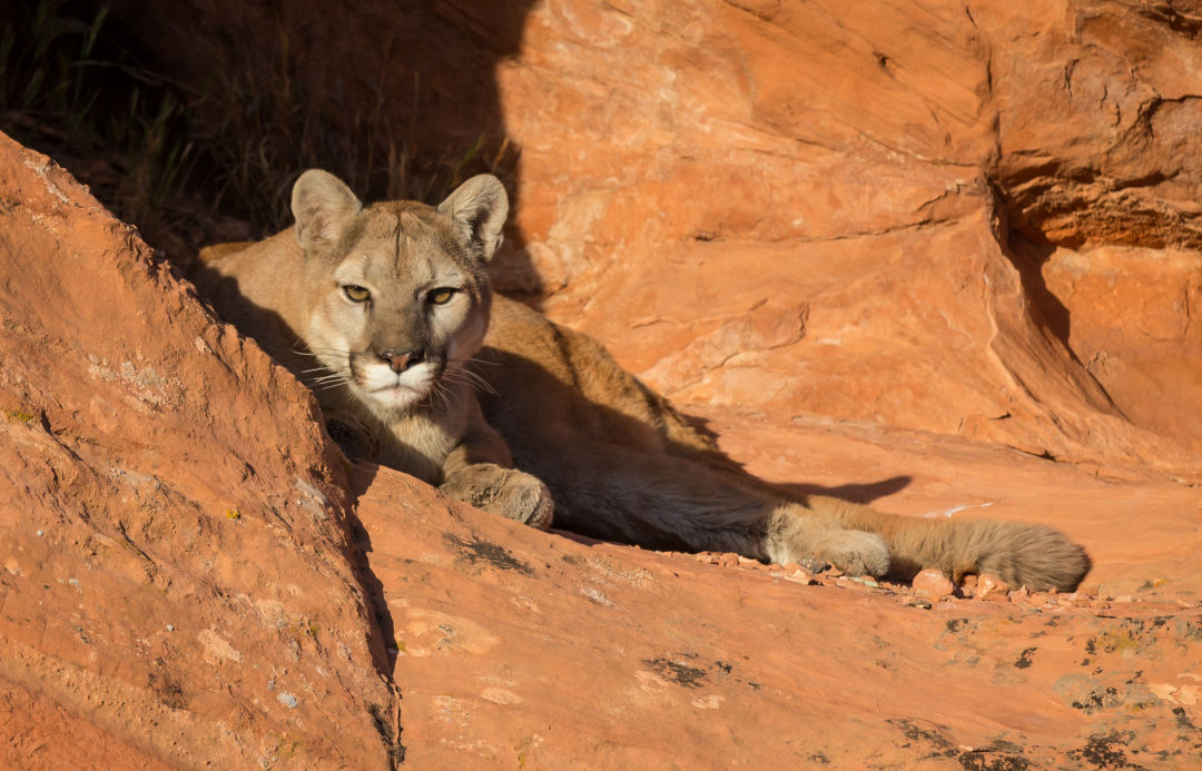 Trail Safety 101 Cougar Encounters Park City Magazine