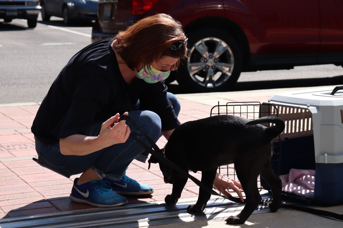 Why Now Might Be The Best Time To Adopt A Pet In Seattle Seattle Met