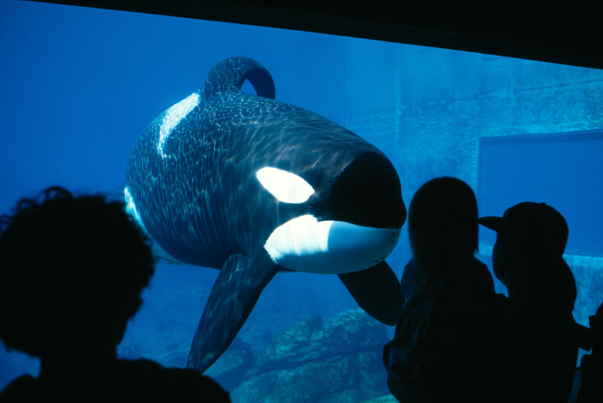 Whale transferred to U.S. aquarium from Marineland dies, no plans