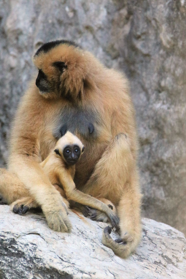 1118 san antonio zoo rk343b