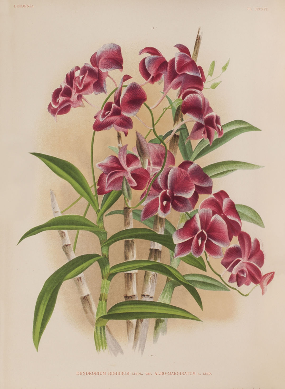 Mhollerselbyorchidprint 10 di2v3f
