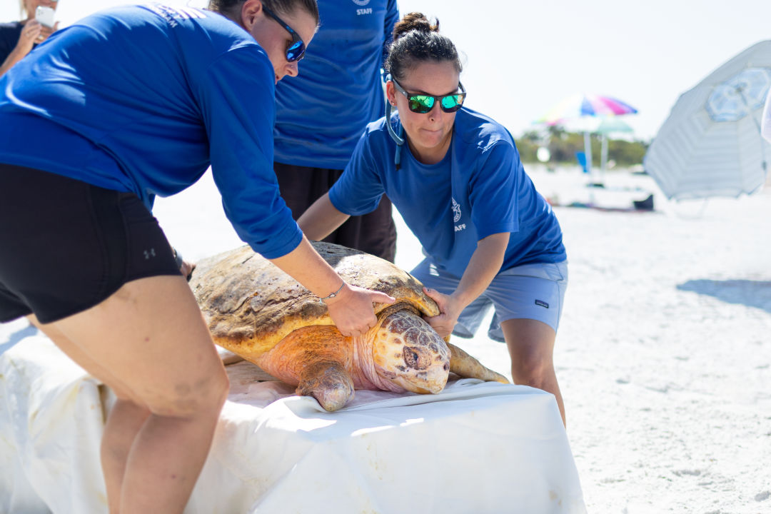 Mote's team prepares to release Farmer into the Gulf of Mexico.