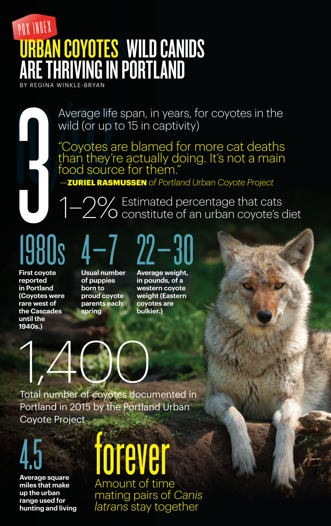 Urban Coyotes Are Thriving In Portland Portland Monthly