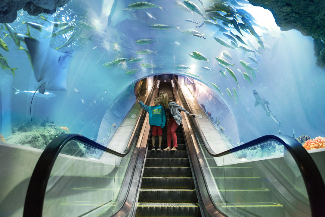 Deep ocean escalator lauren crites gmoep5