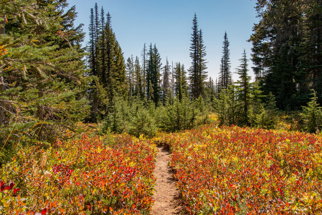 CAFE 541: Hike to the wildflowers on the forgotten mountain of Mount Adams