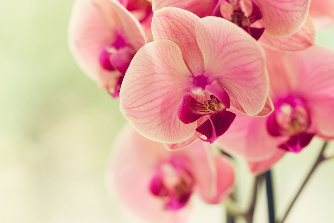 Selby Gardens will create and deliver a bespoke orchid arrangement