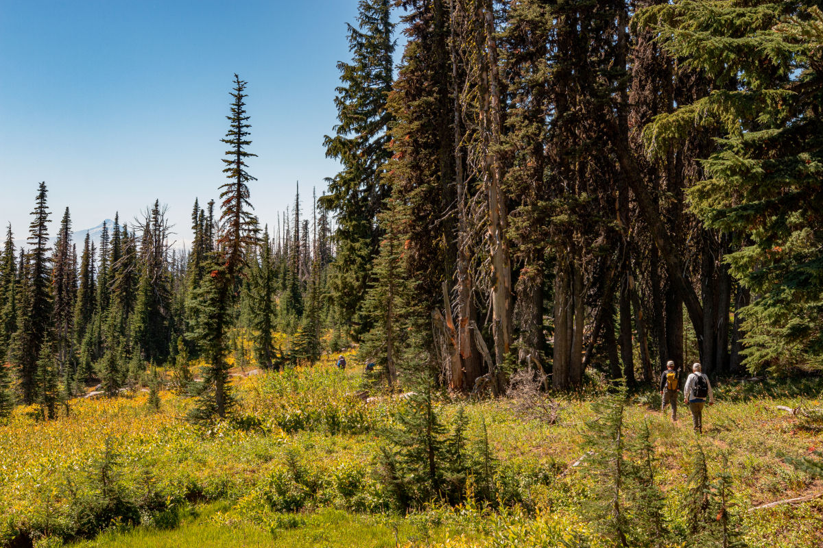 Little Mount Adams Hike - Hiking in Portland, Oregon and Washington