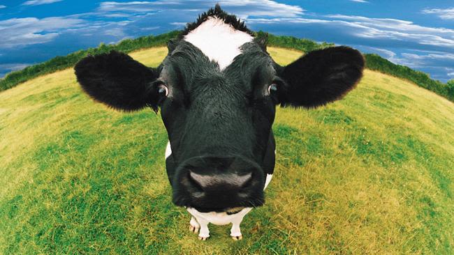 Cow mqrtgg