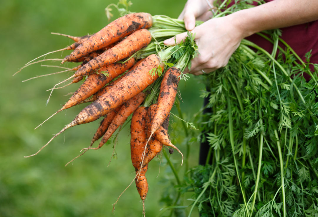 Carrots