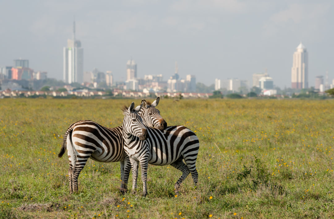 A Beginner&#39;s Guide to Kenya | Houstonia Magazine