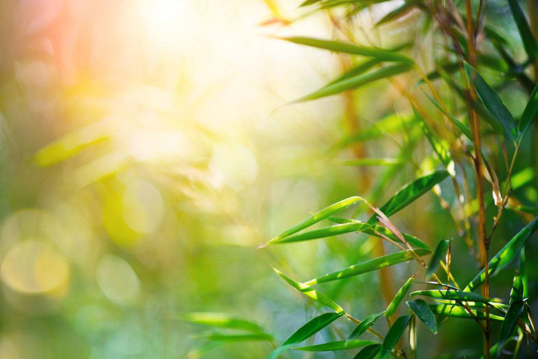 Bradenton's Mixon Fruit Farms is harvesting edible organic bamboo.