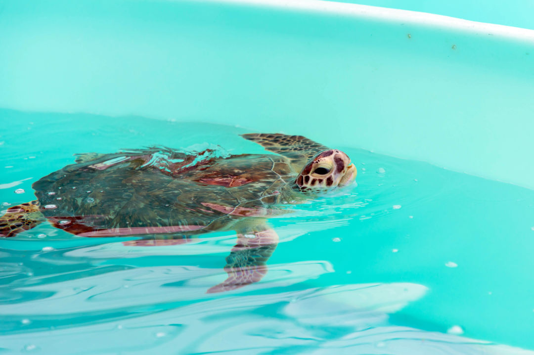 Hookee the sea turtle recovers at Mote's Sea Turtle Rehabilitation Hospital.