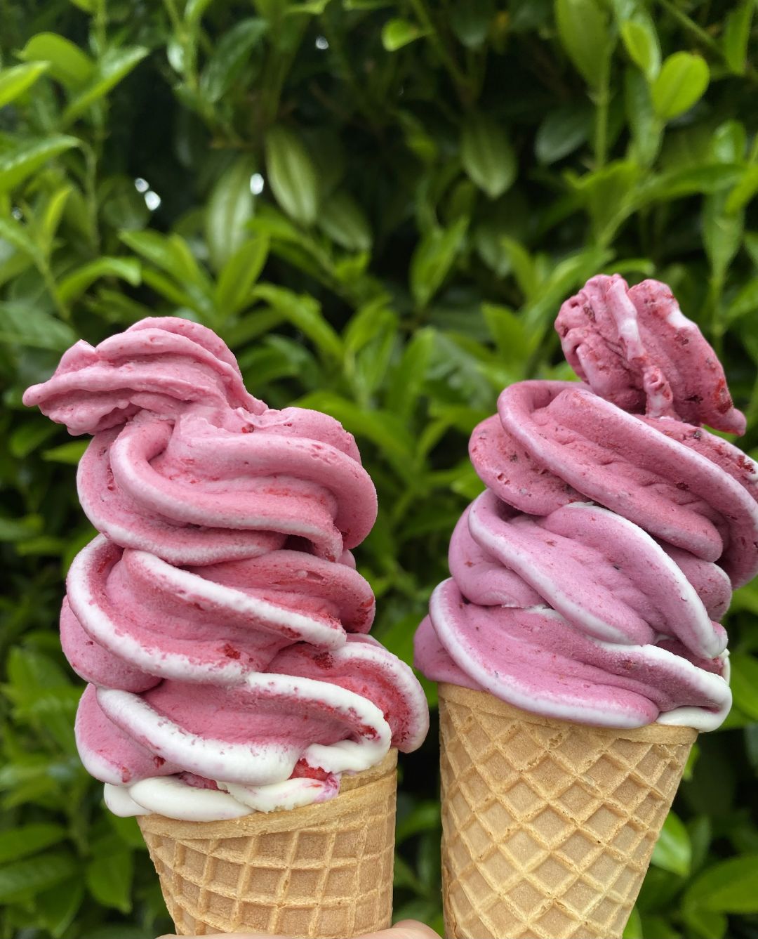 Far Out Ice Cream  Blog — Far Out New Zealand Style Ice Cream