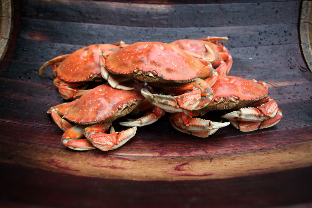 A close-up photo of live Dungeness crabs with red shells and spiny legs, displayed on a table. (Photo Credit: SagaCity Media / Portland Monthly)