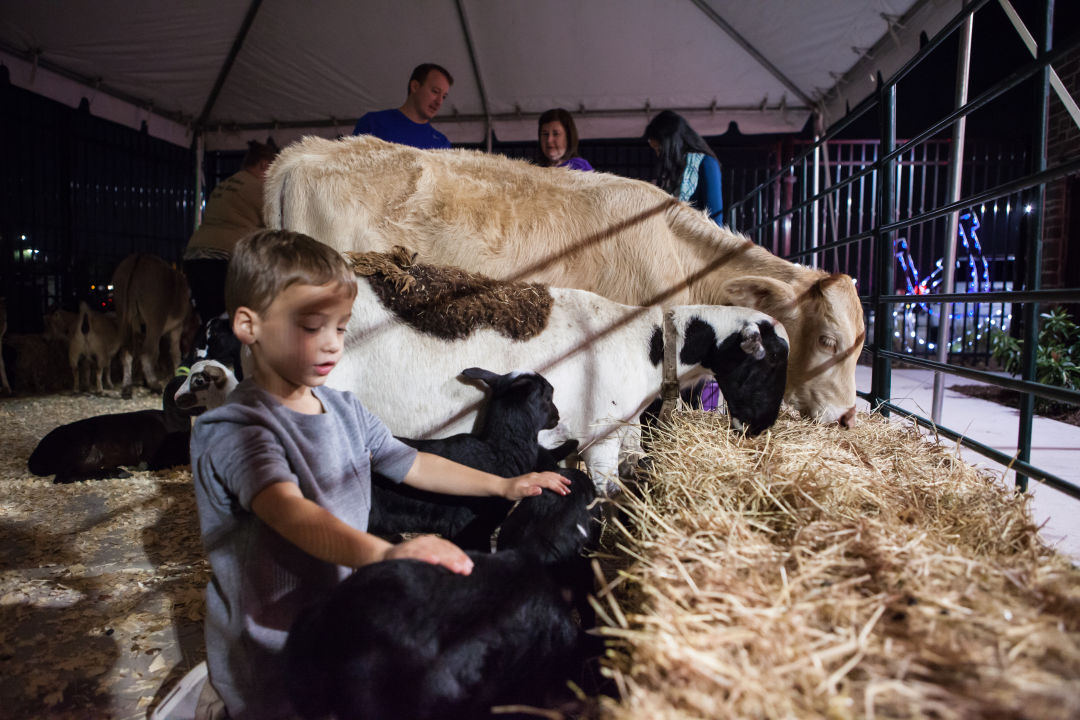 Petting zoo jexsdp