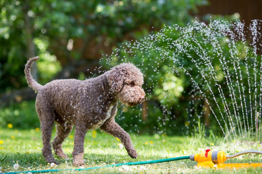 Our furry friends need relief from the summer heat, too.