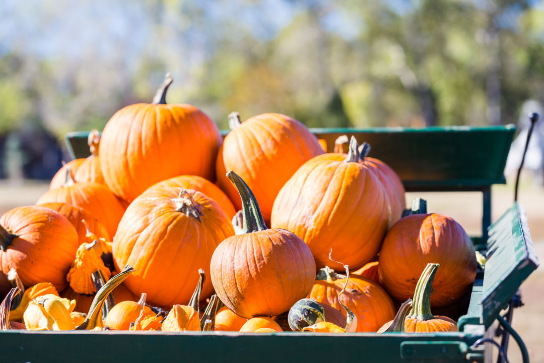 Pick the perfect pumpkin at one of these local patches.