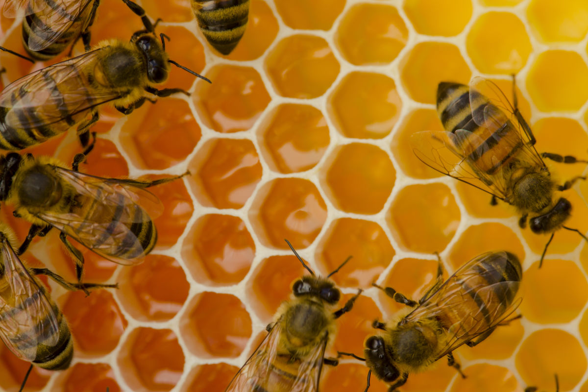 Houston Is Slowly Earning Its Beekeeping Stripes Houstonia Magazine