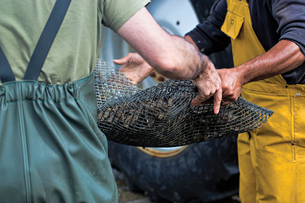Texas Legalized Oyster Farms. What Does This Mean for You, Bivalve