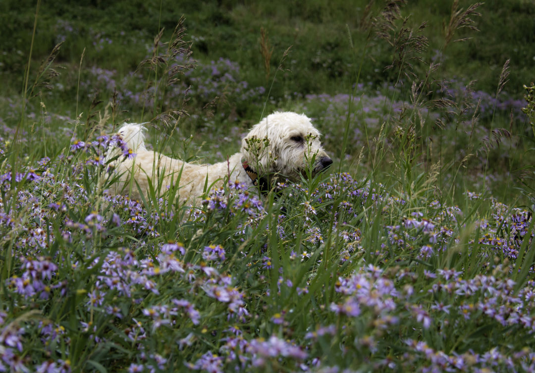 A dog on the Ute Trail in Aspen.
