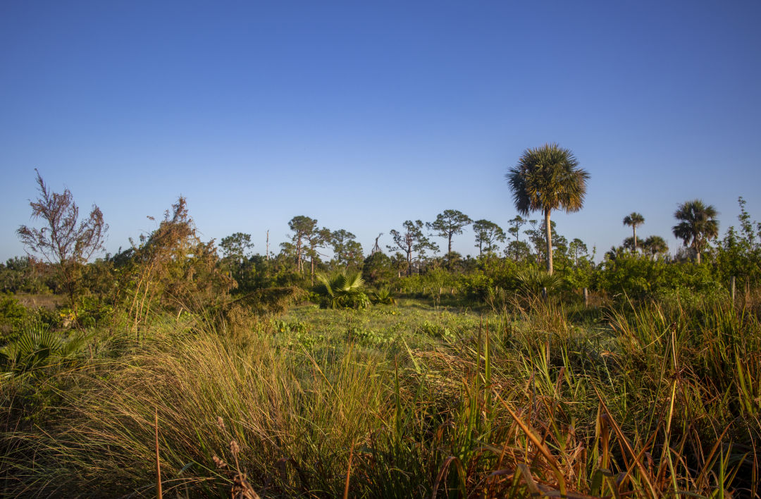 The Conservation Foundation recently protected 8 acres of high-priority coastal land in Charlotte County.