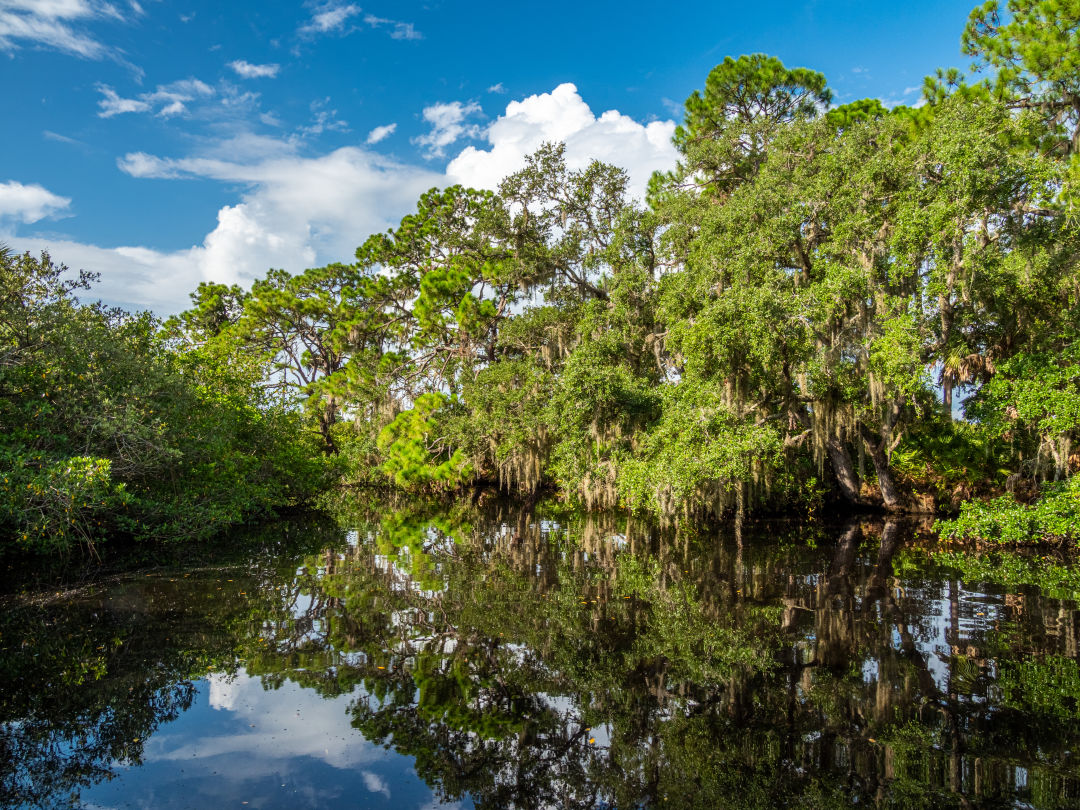 Oscar Scherer State Park