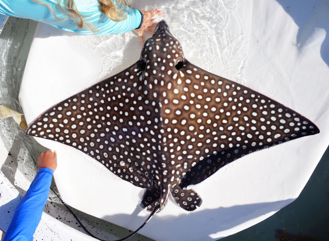 Mote Marine Laboratory and Aquarium scientists work with a spotted eagle ray.