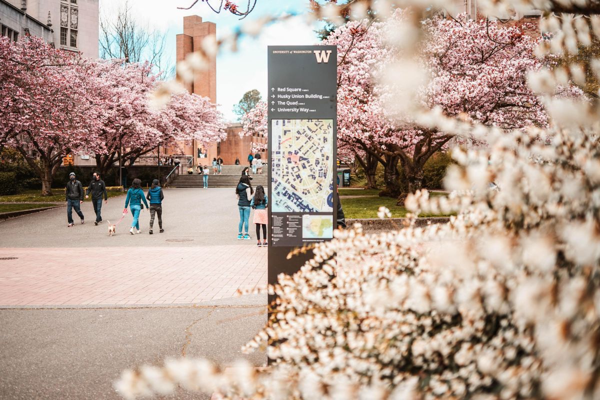 Viewing Guide for the UW Cherry Blossoms in Seattle Seattle Met