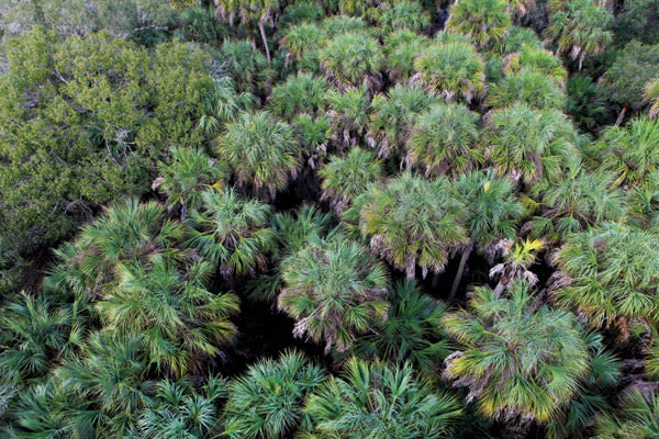 Sabalpalm fyedbx