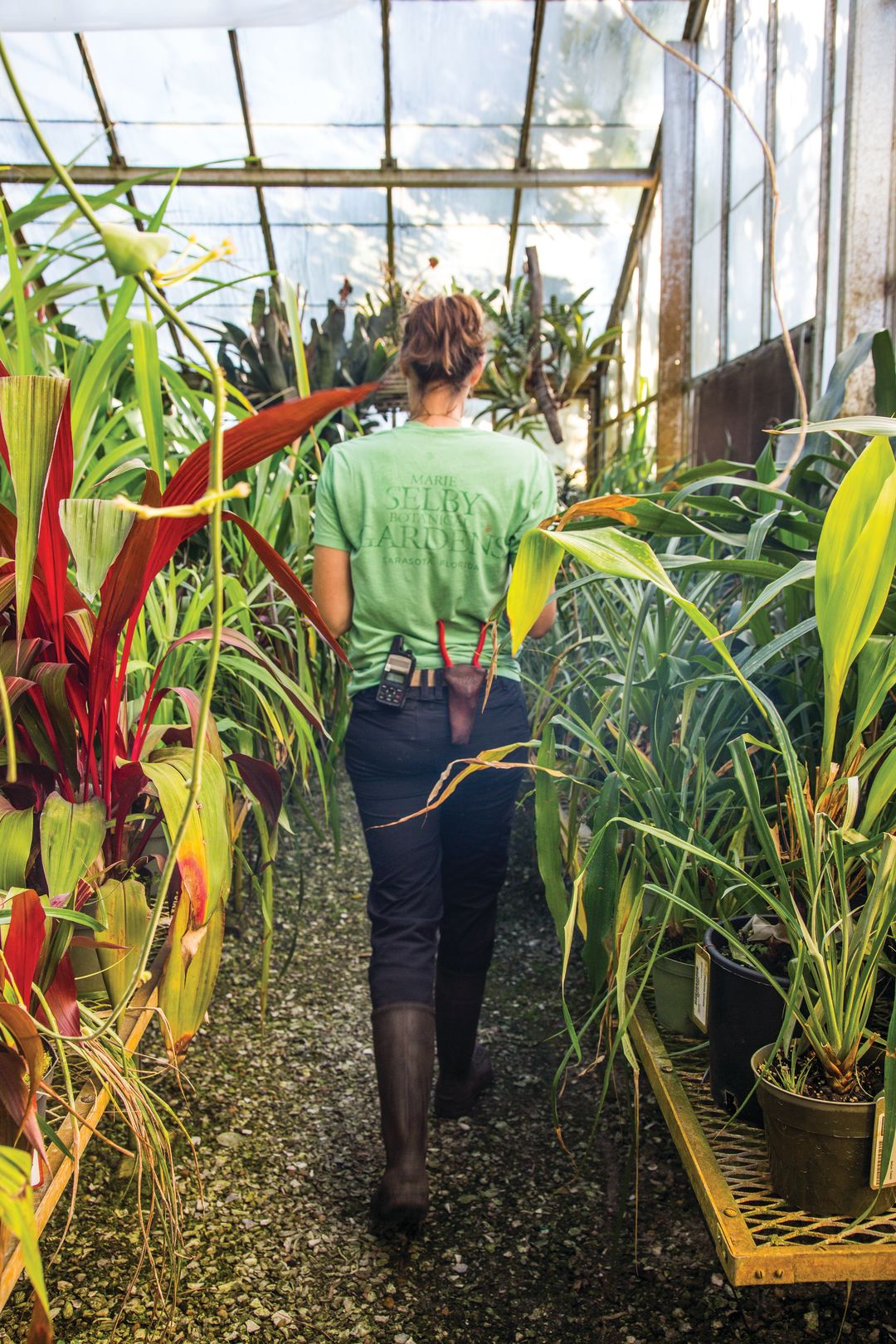 A Selby Gardens employee cares for plants.