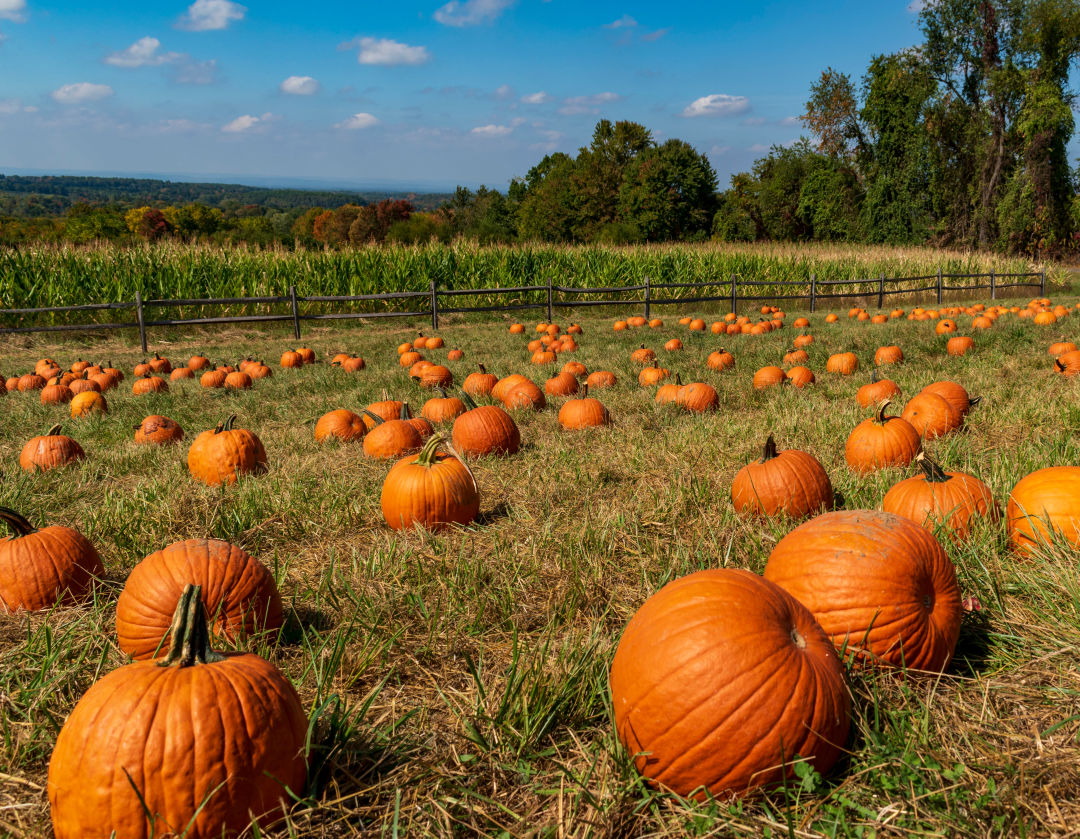 pumpkin patch for photos