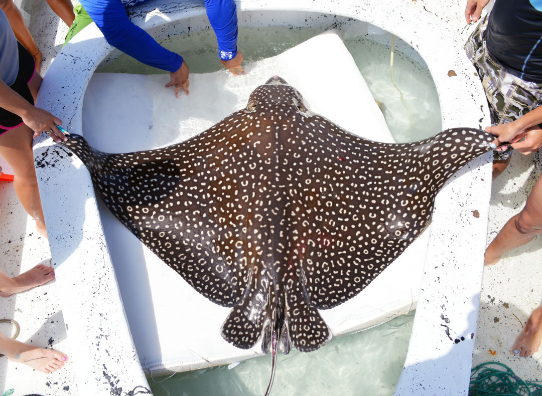 Like snowflakes, each eagle ray's pattern is completely unique.