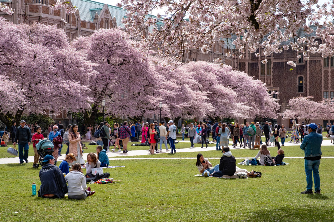 Viewing Guide for the UW Cherry Blossoms in Seattle 2023 Seattle Met