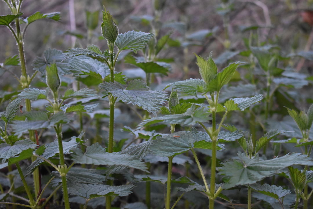 Eat stinging nettle to rid garden of it  The Arkansas Democrat-Gazette -  Arkansas' Best News Source