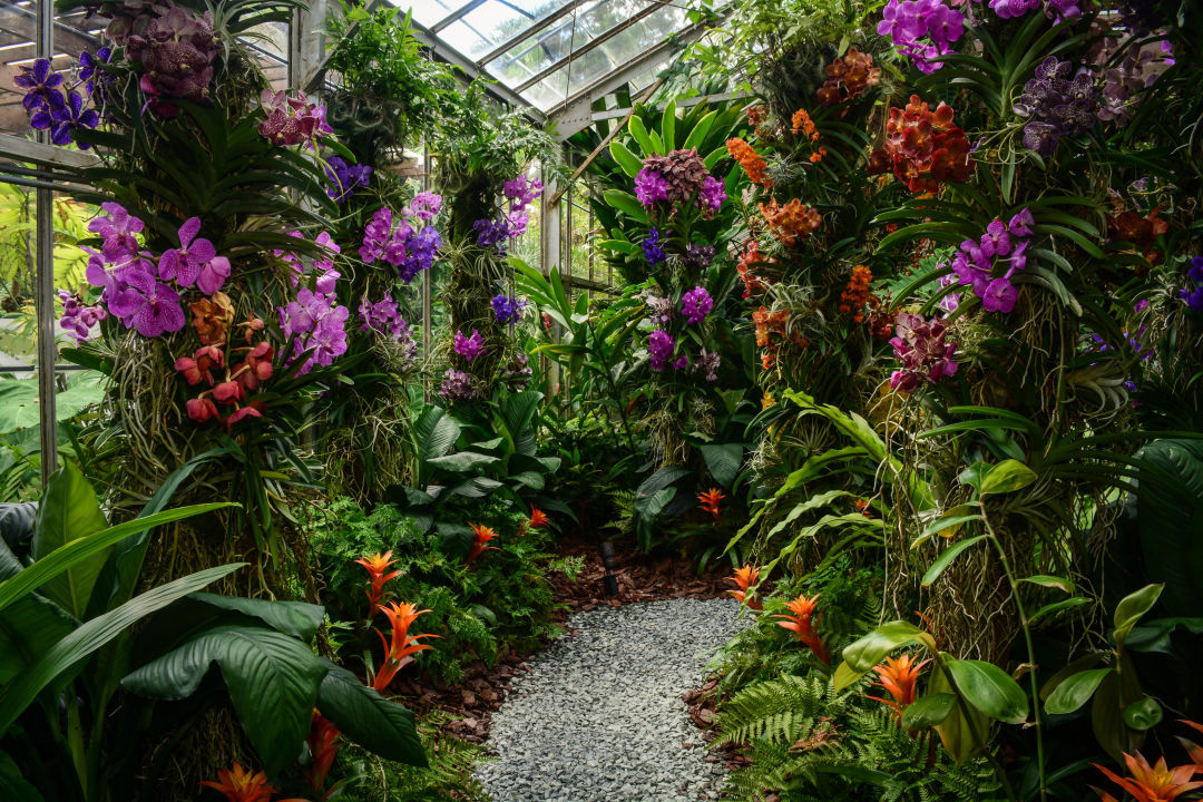 Selby Gardens Orchid Show Breaks Revenue Records Sarasota Magazine
