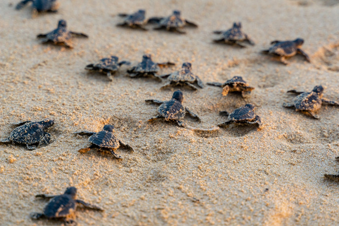 Longboat Key Turtle Watch sponsor a nest.